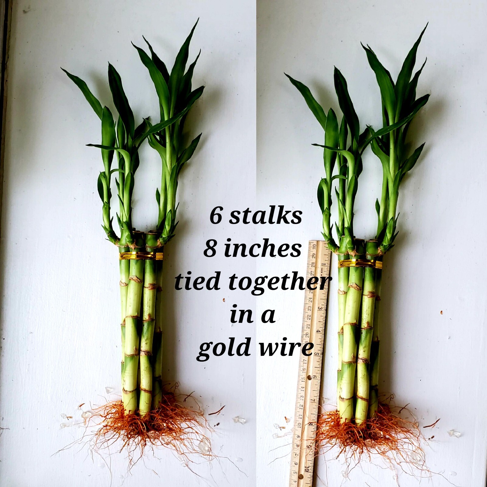 Lucky Bamboo Plants 6×8″, Ideal Unique, Cute Gift, Indoor Perennial