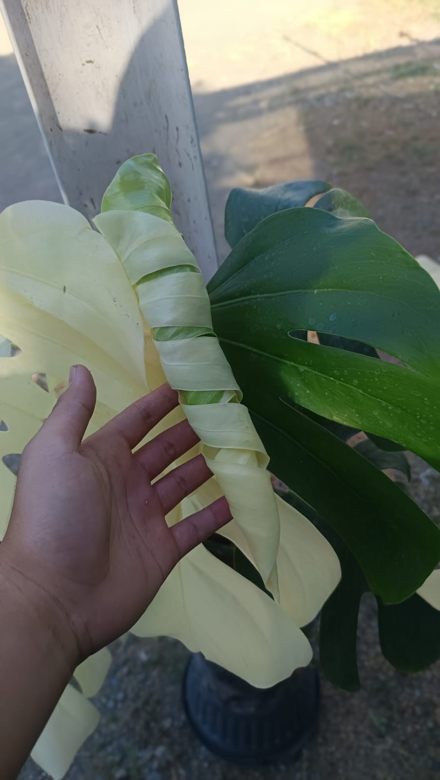 Real Picture Monstera KIng Albo Halfmoon Variegated Big Size 7 Leaves