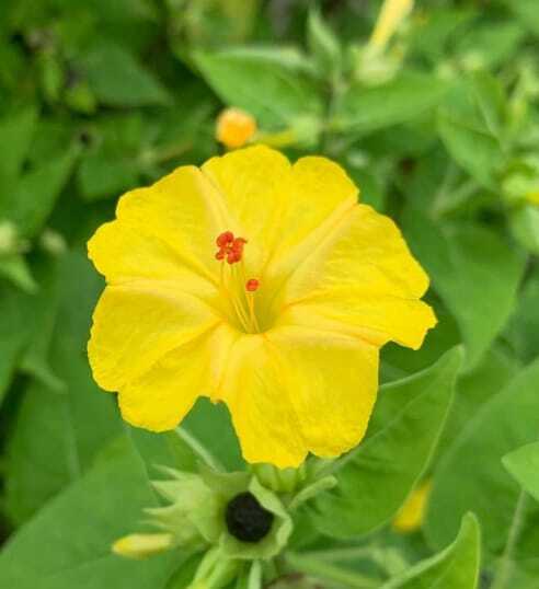 Hendirikka Flower-10 seeds – Home Garden Plants- Perennial Flower-Free Shipping