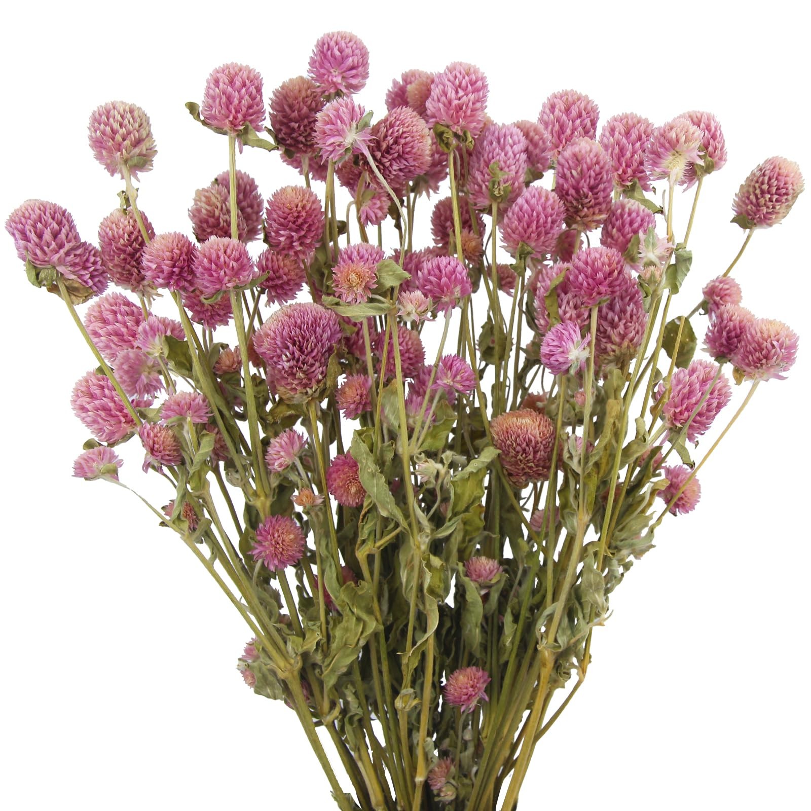 Dried Flower Pink Globe Amaranth Dried Flowers Bundles Natural Dried Flowers …
