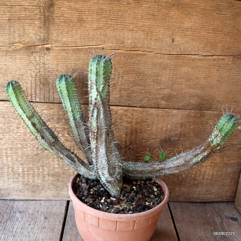 D4488 EUPHORBIA FEROX pot20-H27-W42 cm MaMa Cactus