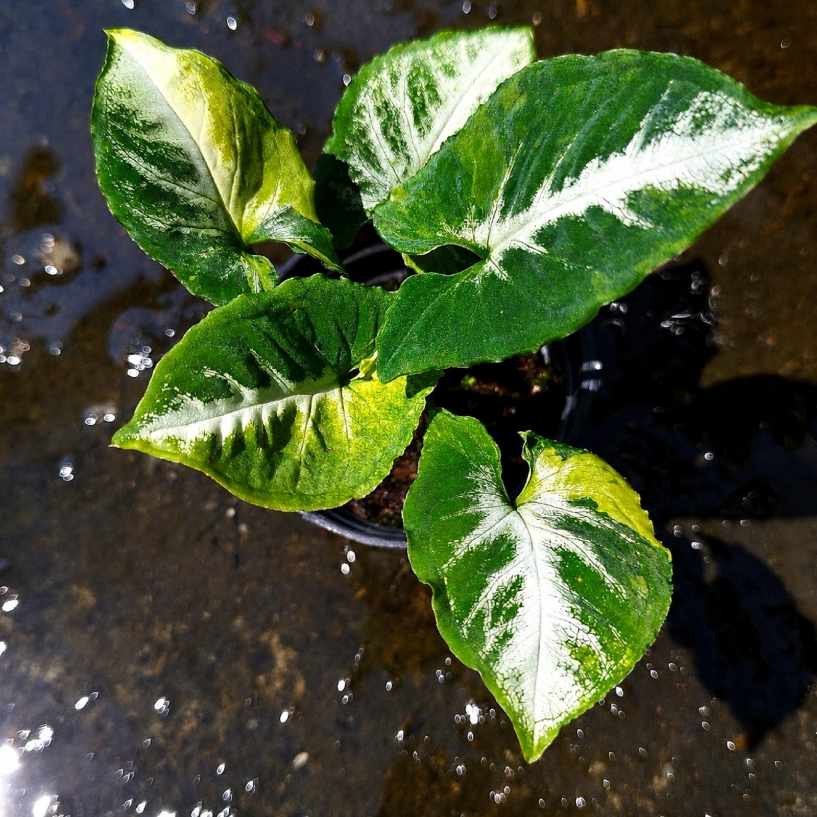 Syngonium Scrambled Eggs Variegated Yellow Mint Variegated Arrowhead Plant