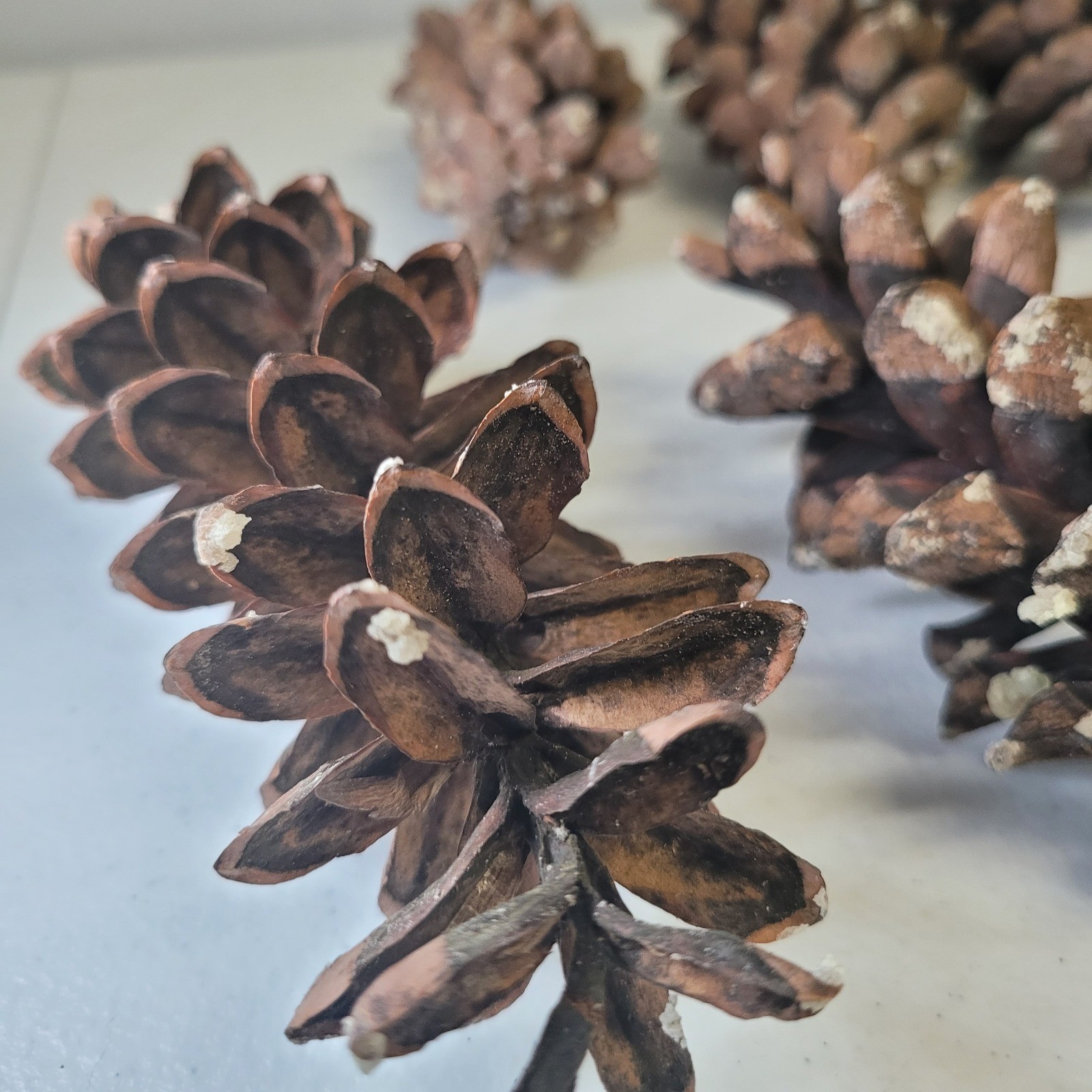 White Pine Cones Michigan 11 Upper Peninsula Tree Forest Crafts Decor Cabin Sap