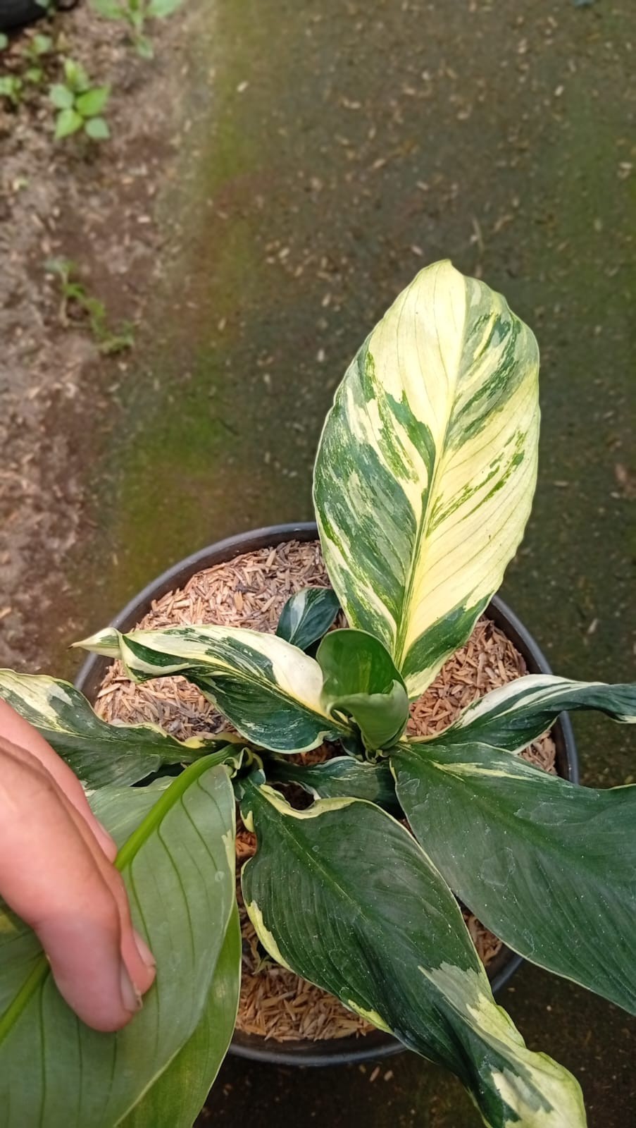 Real Picture Spathiphyllum Sensation White Variegated