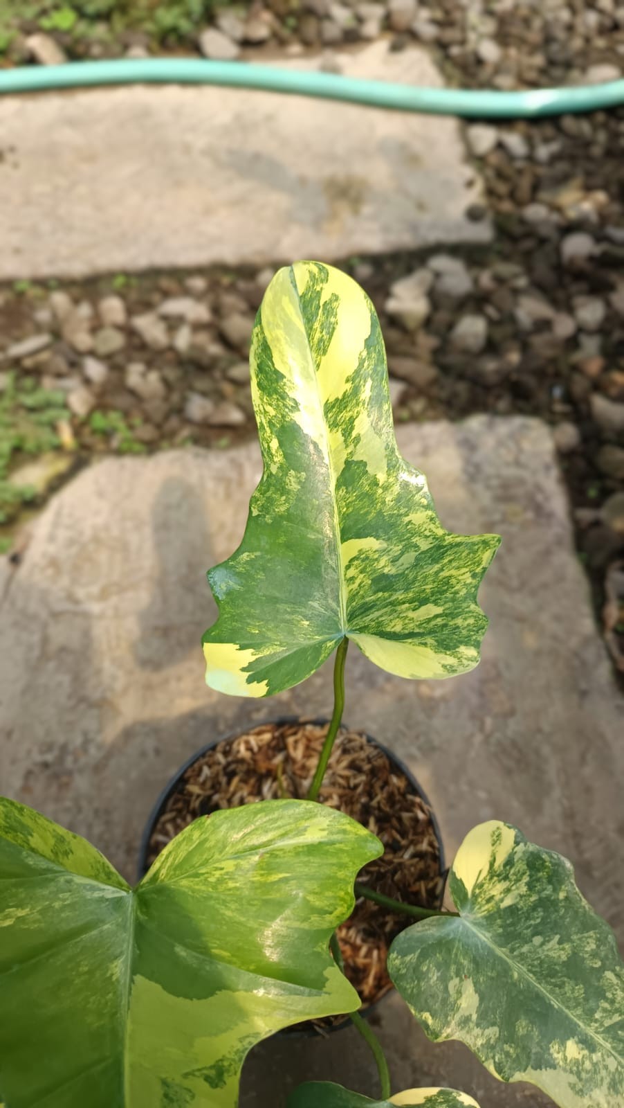 Real Picture Philodendron Florida Beauty x Golden Dragon Variegated