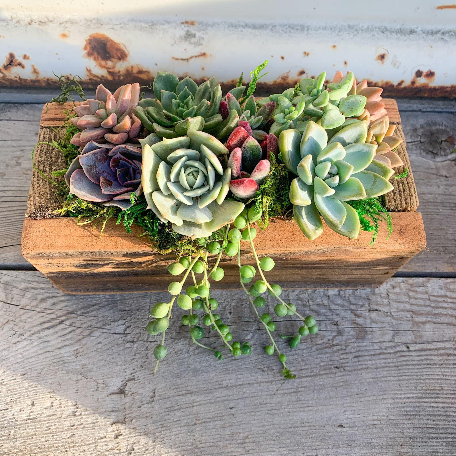 Live Succulent Arrangement Planter, Real Succulents, Centerpiece, Sympathy Gift