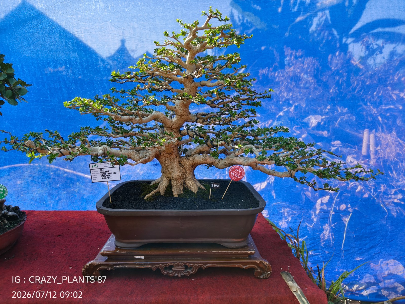 Premna Microphylla Bonsai Tree -Real- Large Size – For Bonsai Tree Collectors.