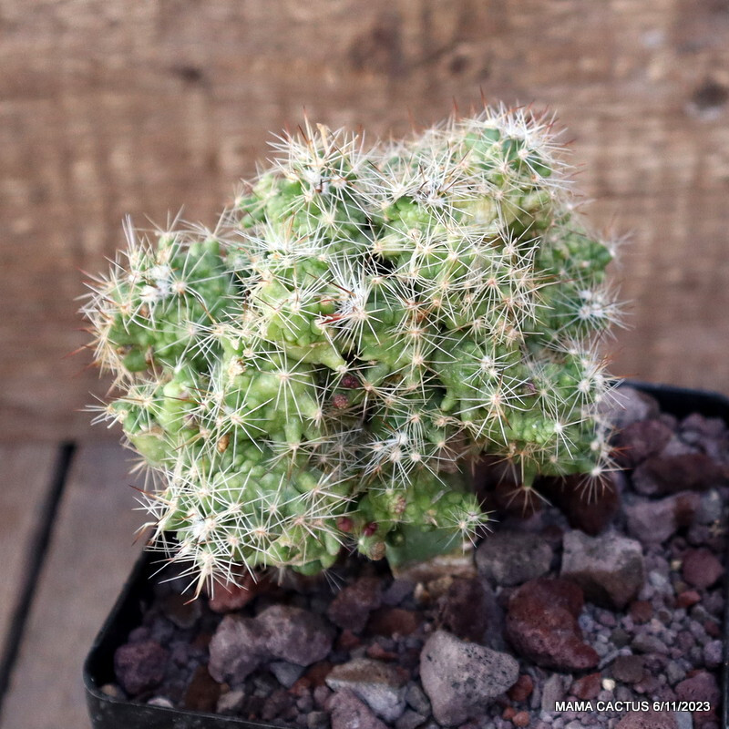 A9921 MAMMILLARIA BOCASANA MONSTER GRAFTED pot12-H13-W13 cm MaMa Cactus