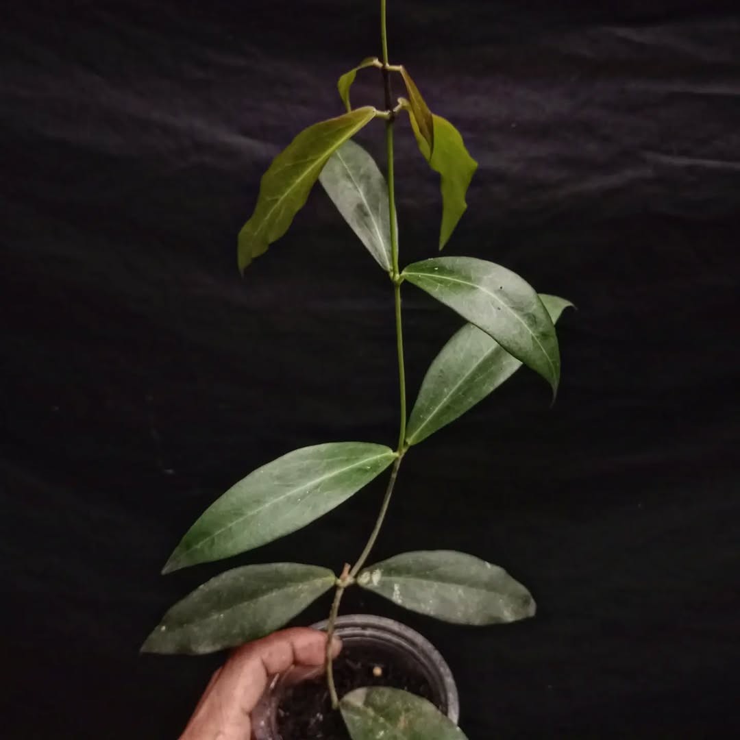 Real Pict Hoya Lamingtoniae Purple Black Sp Papua Rare Tropical Wax Plant