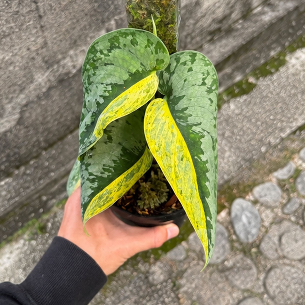 Scindapsus Supermoon Tilung Rare Variegated Plant | Exotic Scindapsus Aroid