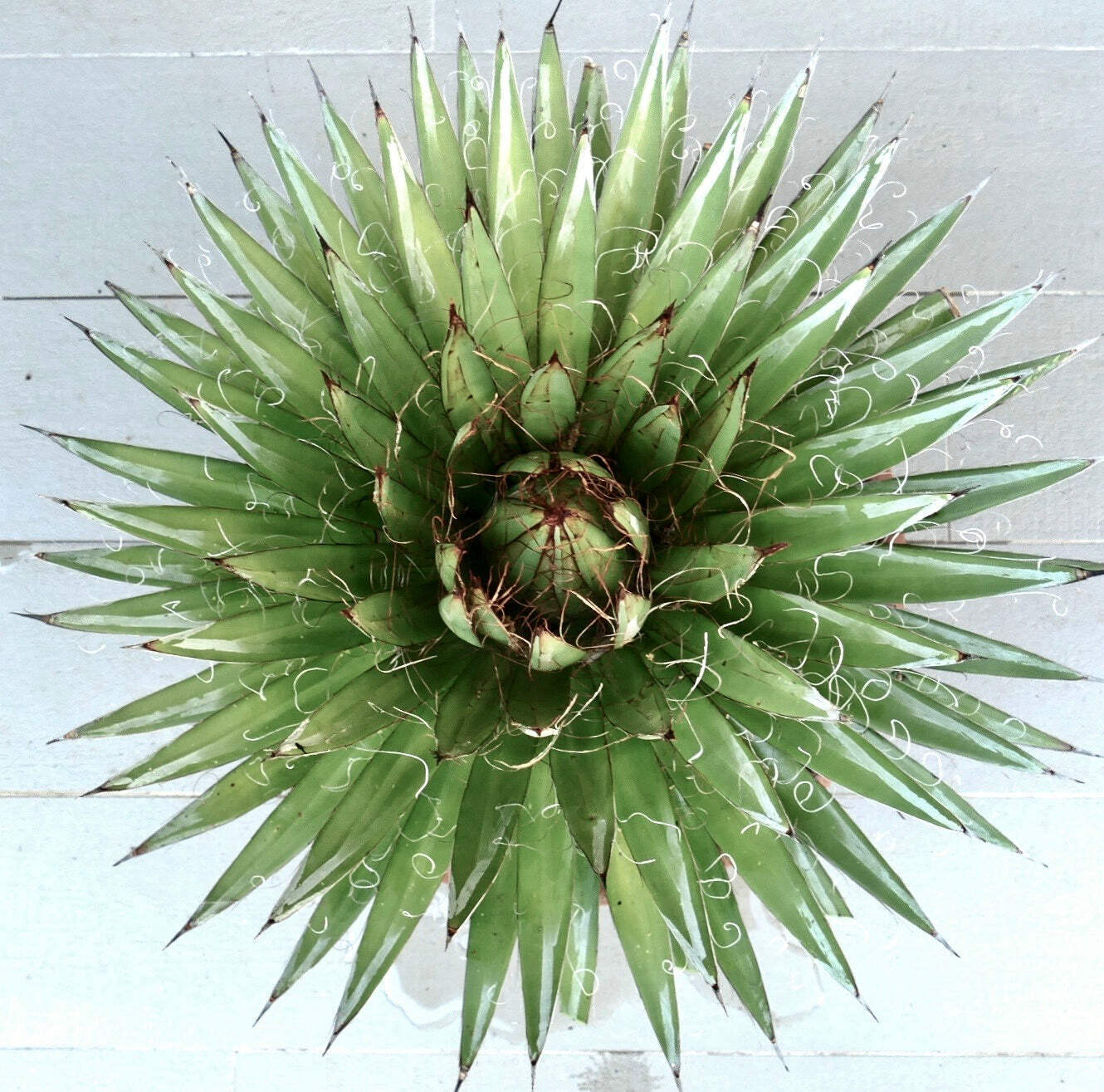 Agave schidigera cv ‘White Stripe’ 10-20cm | Thread agave | Agave – Cultivar wit