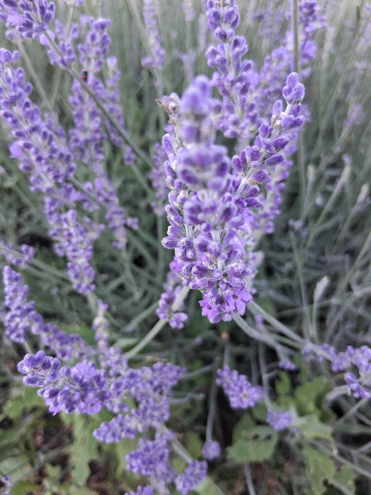 lavender bouquet