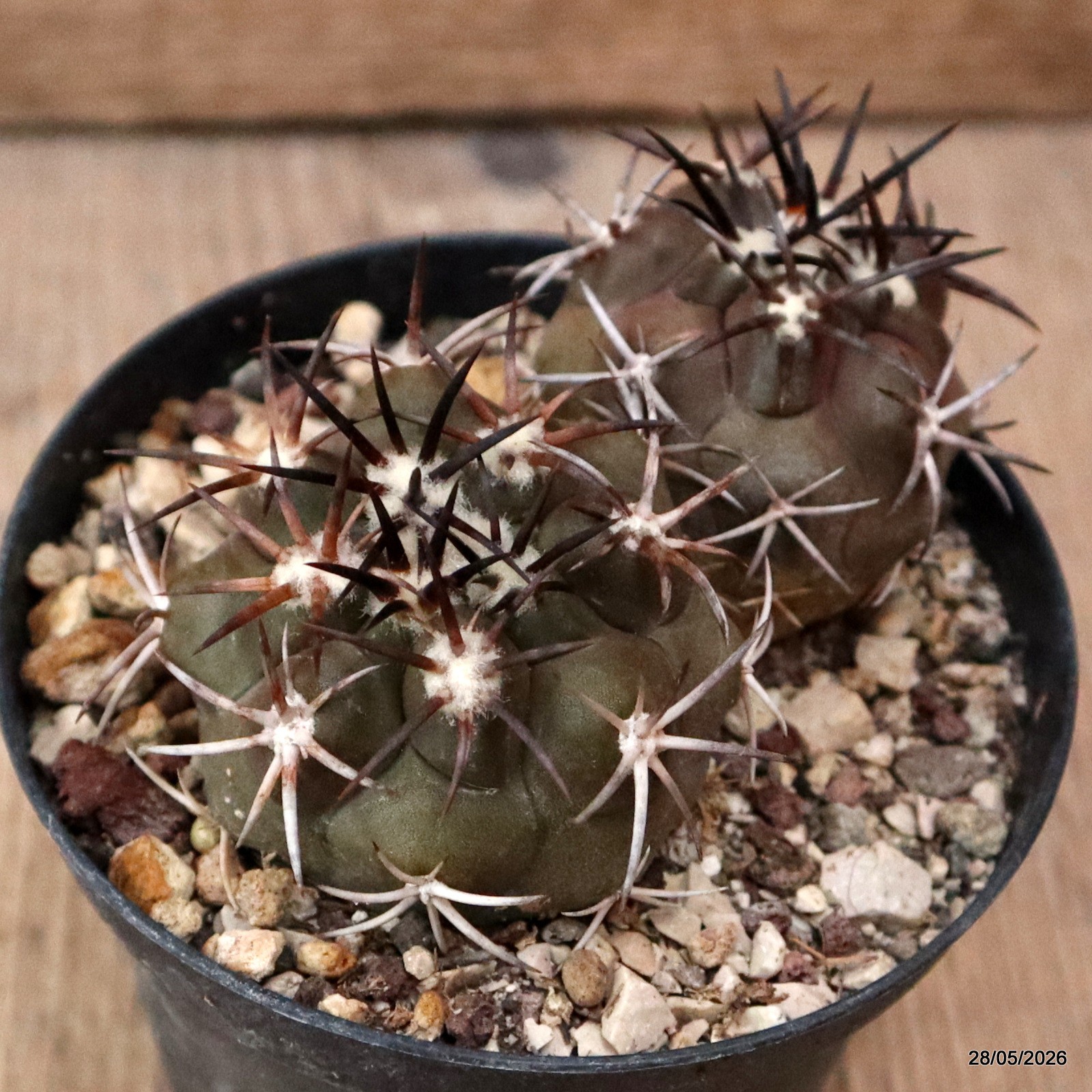 D6318 COPIAPOA ECHINOIDES DICHOTOMIC pot10-H5-W9 cm MaMa Cactus