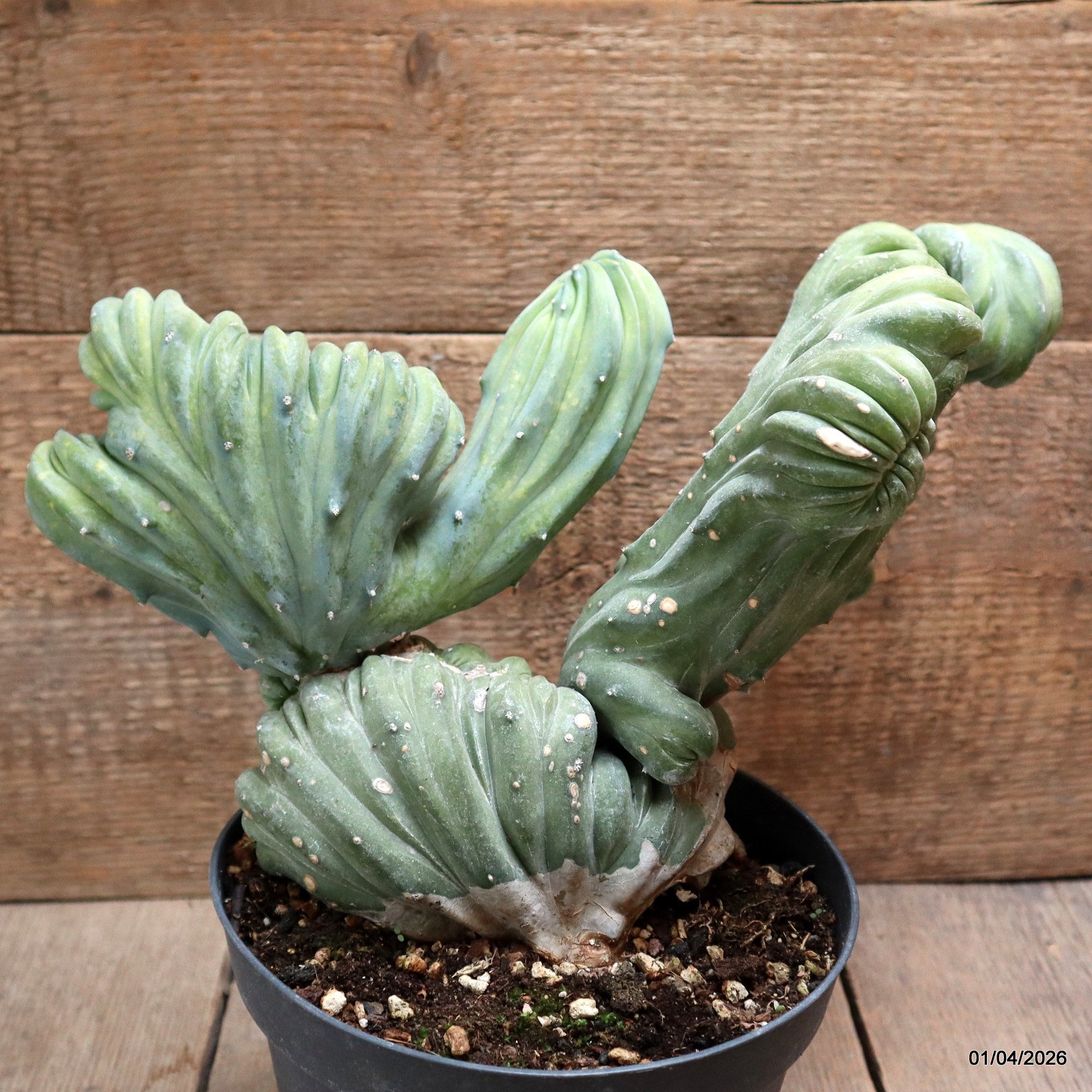 D8193 MYRTILLOCACTUS GEOMETRIZANS CRESTED pot18-H21-W33 cm MaMa Cactus