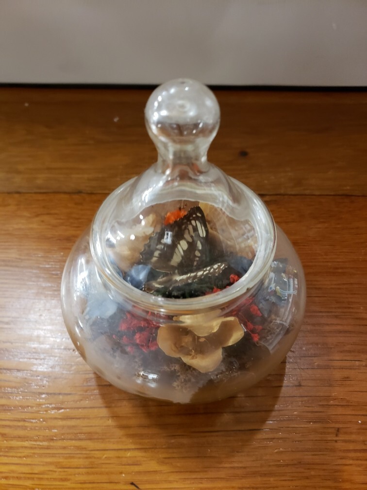 Vtg Apothecary Jar w/Lid Butterfly Terrarium Floral Dried Flowers 5”
