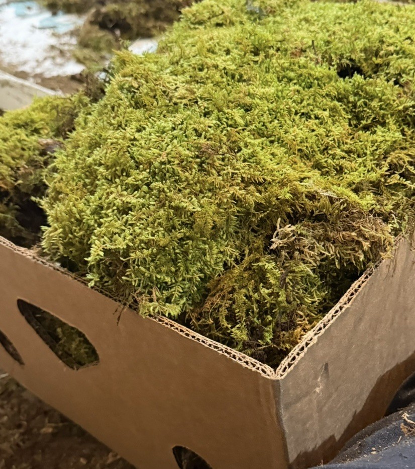 Fresh Wild Natural Kentucky Sheet Moss Plants Crafts Home Decor Terrarium