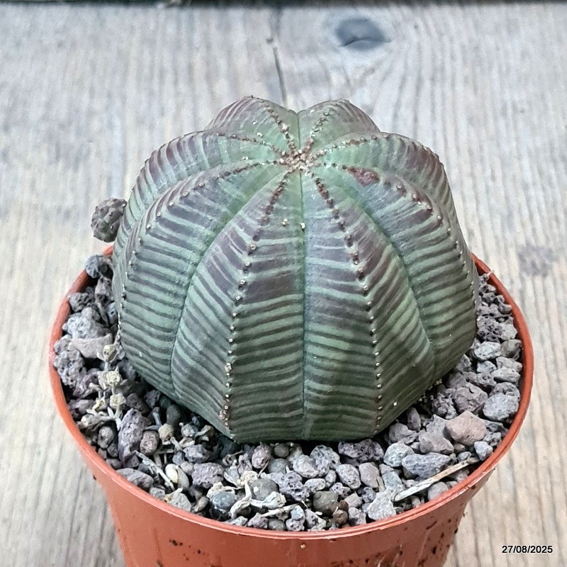 D6209 EUPHORBIA OBESA PROLIFERA pot8-H6-W7 cm MaMa Cactus