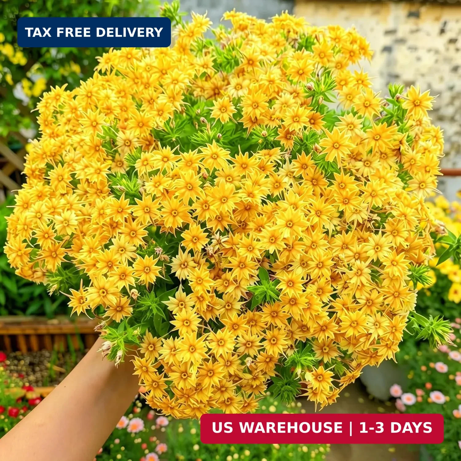 Dwarf Creeping Phlox Seeds for Planting, 1008+pcs Perennial Creeping Sky Phlox F