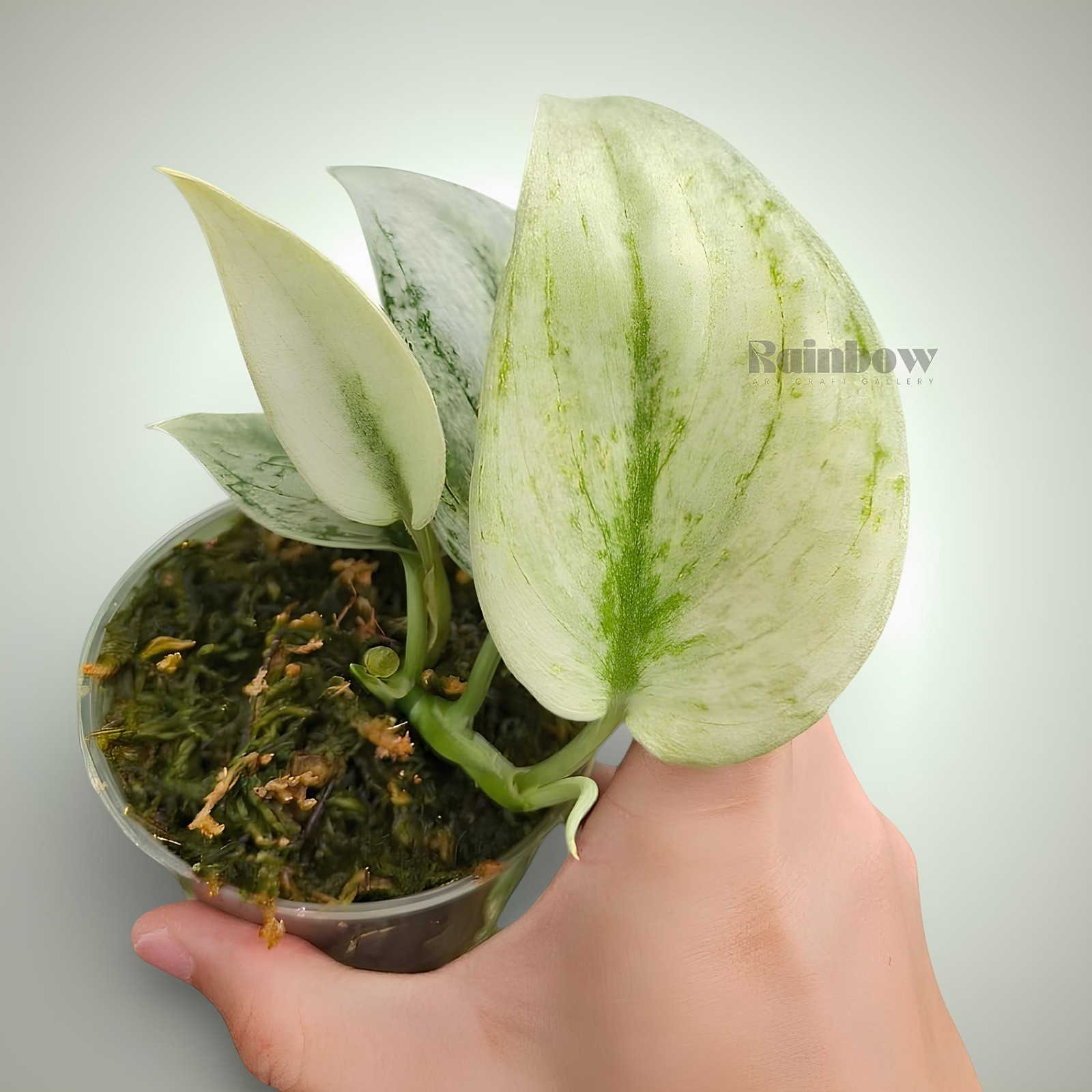 Scindapsus Hologram Jungle Plant