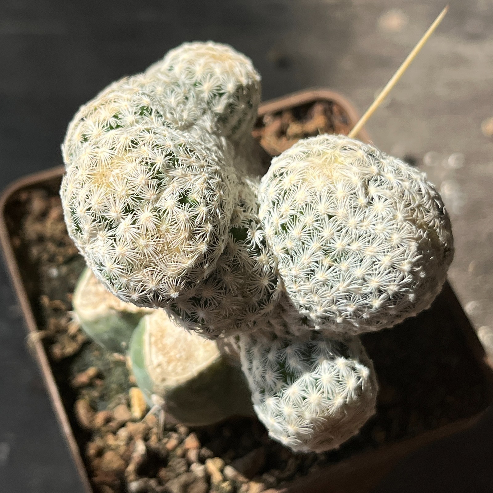 A10-1393 Mammillaria humboldtii f. cristata (Grafted)