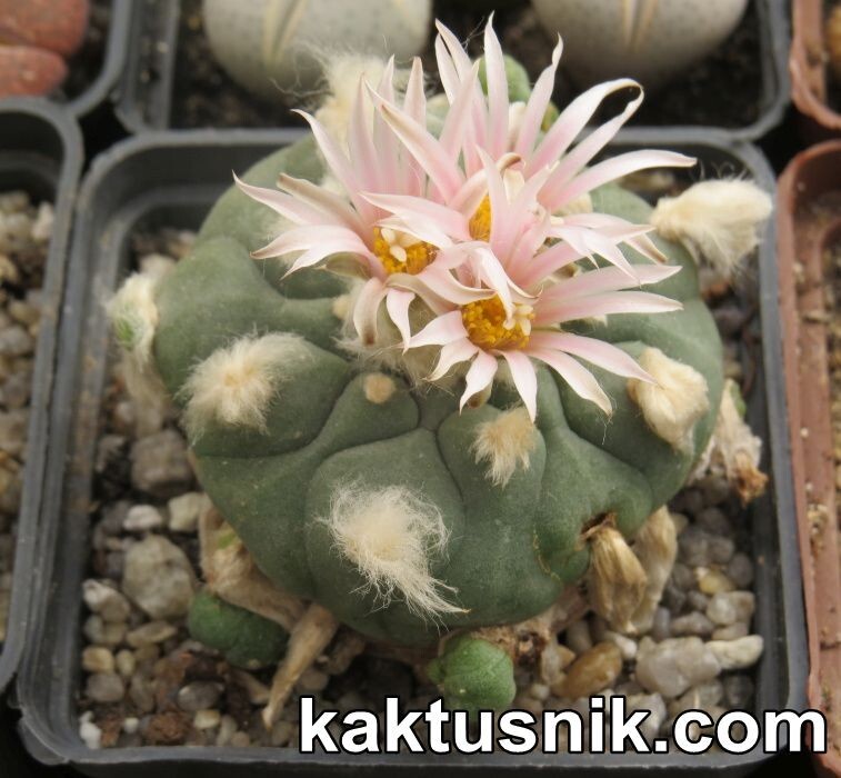 Anhalonium mix 100seeds harvest 2025