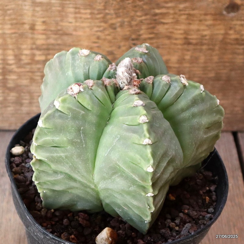 D4923 ASTROPHYTUM MYRIOSTIGMA KIKKO NUDUM pot14-H10-W13 cm MaMa Cactus