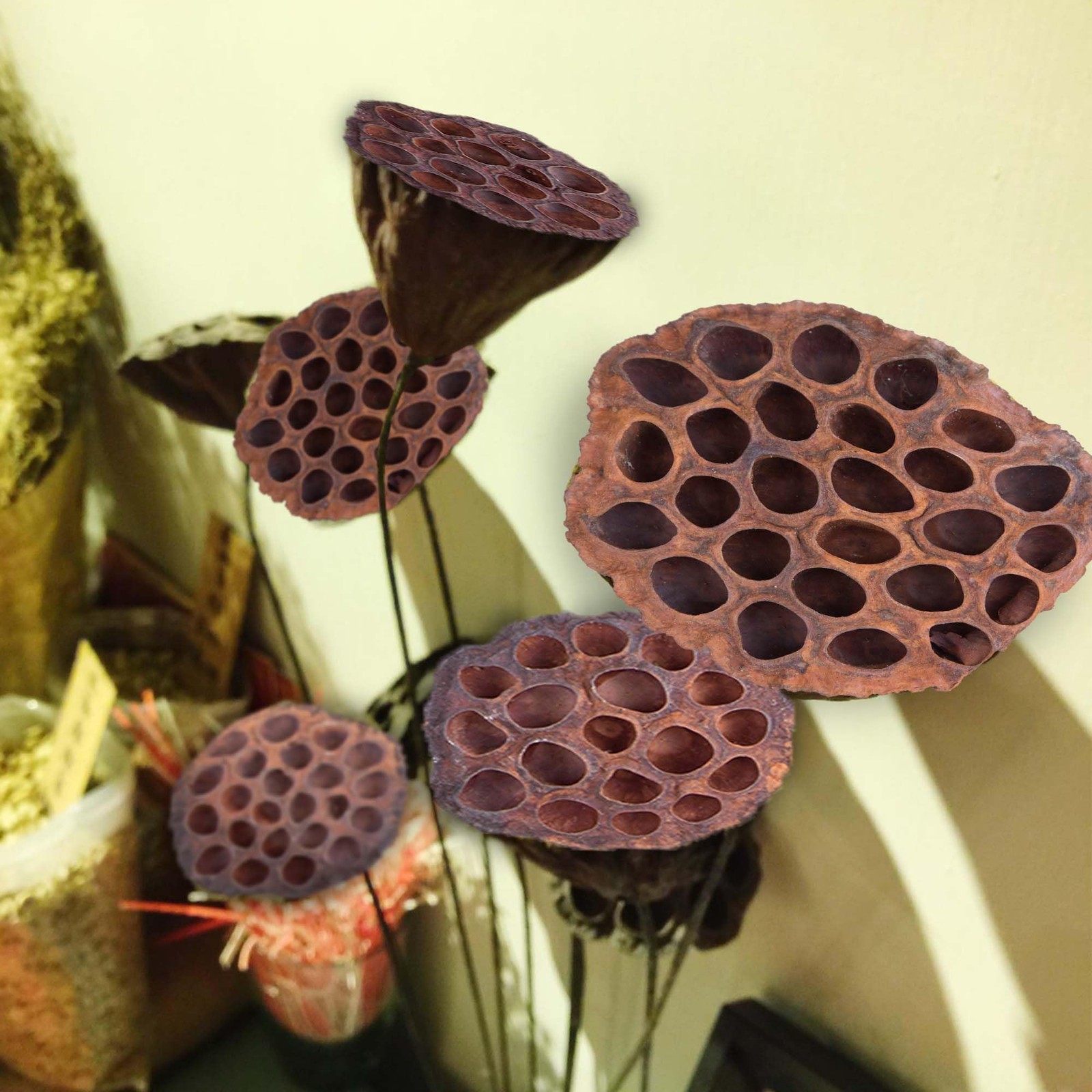 Dried Lotus Pods Pack of 25 Pods for Floral Arrangement and Home Decor,Natura…