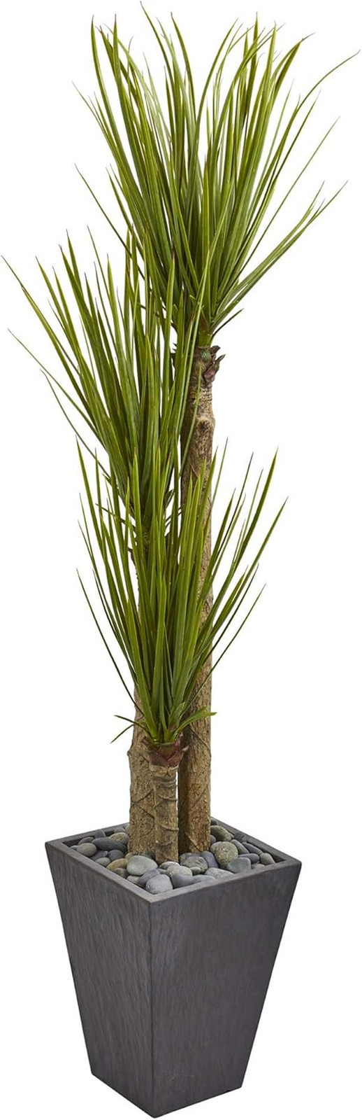 5.5Ft Triple Stalk Yucca Plant in Stylish Slate Planter for Home Decor