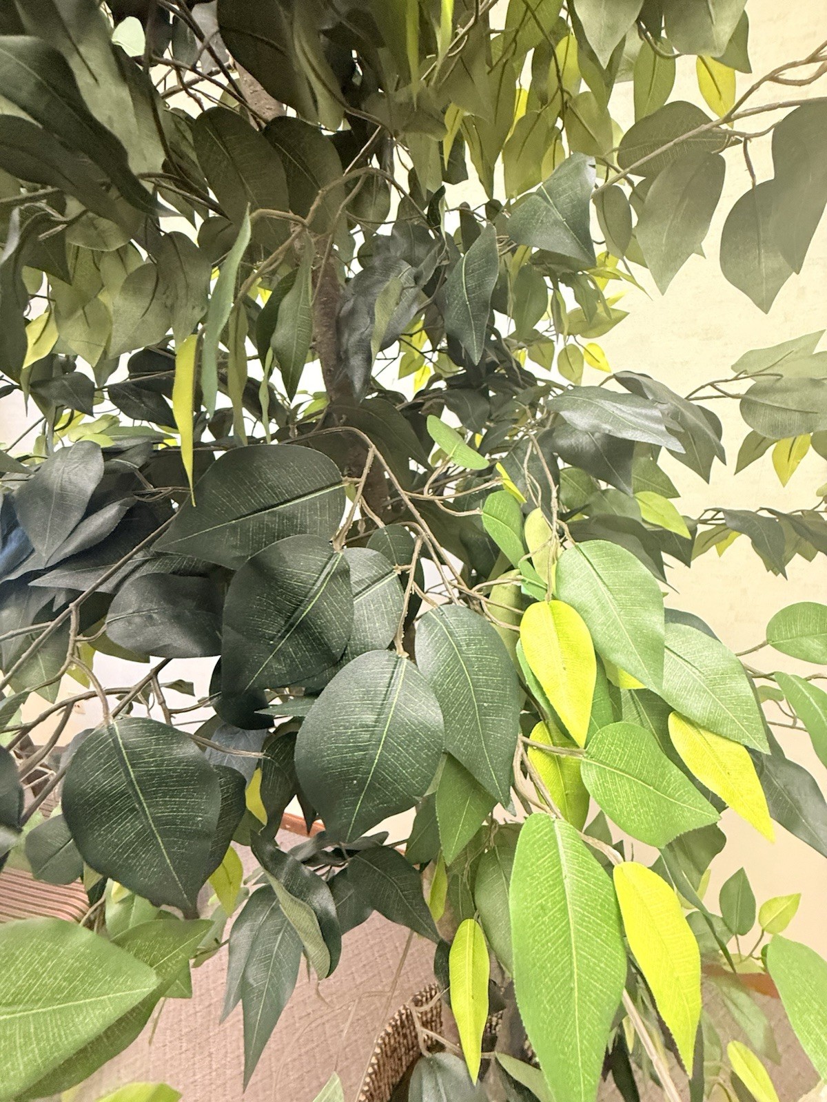 Tall Artificial Ficus Tree in Woven Basket Planter (Office/Home Decor)