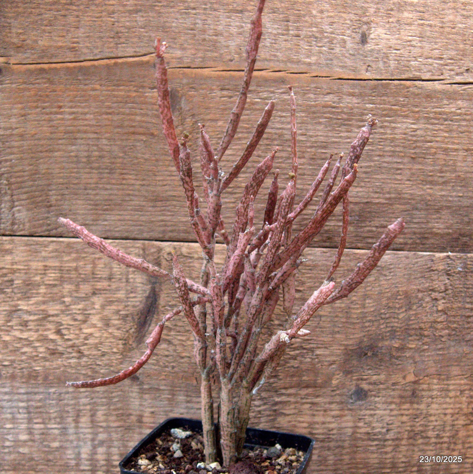 D7120 EUPHORBIA PLATYCLADA pot10-H30-W20 cm MaMa Cactus