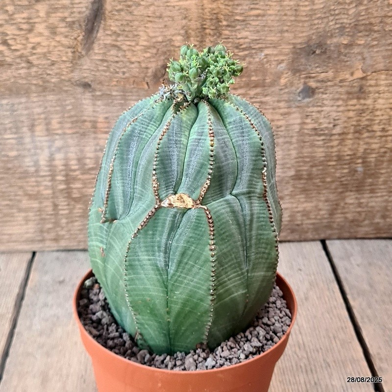 D6252 EUPHORBIA OBESA ARROW MONSTER pot12-H14-W11 cm MaMa Cactus