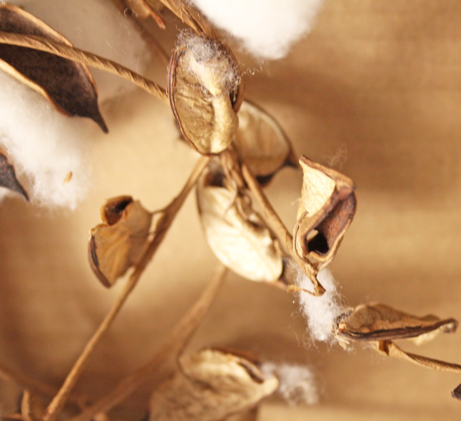 Dried Cotton Ball Boll Foliage Bendable Southern Garland Swag Decor 70 In.