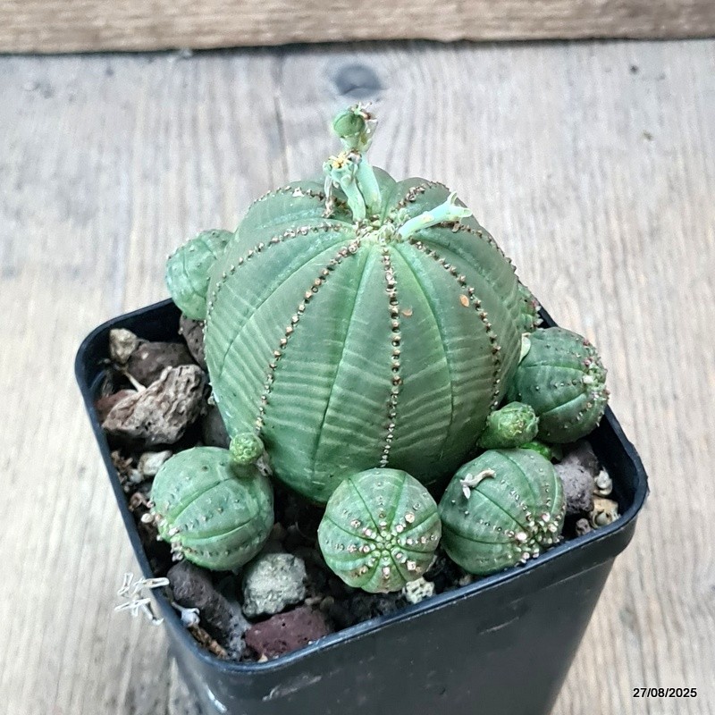 D6198 EUPHORBIA OBESA PROLIFERA pot8-H7-W9 cm MaMa Cactus