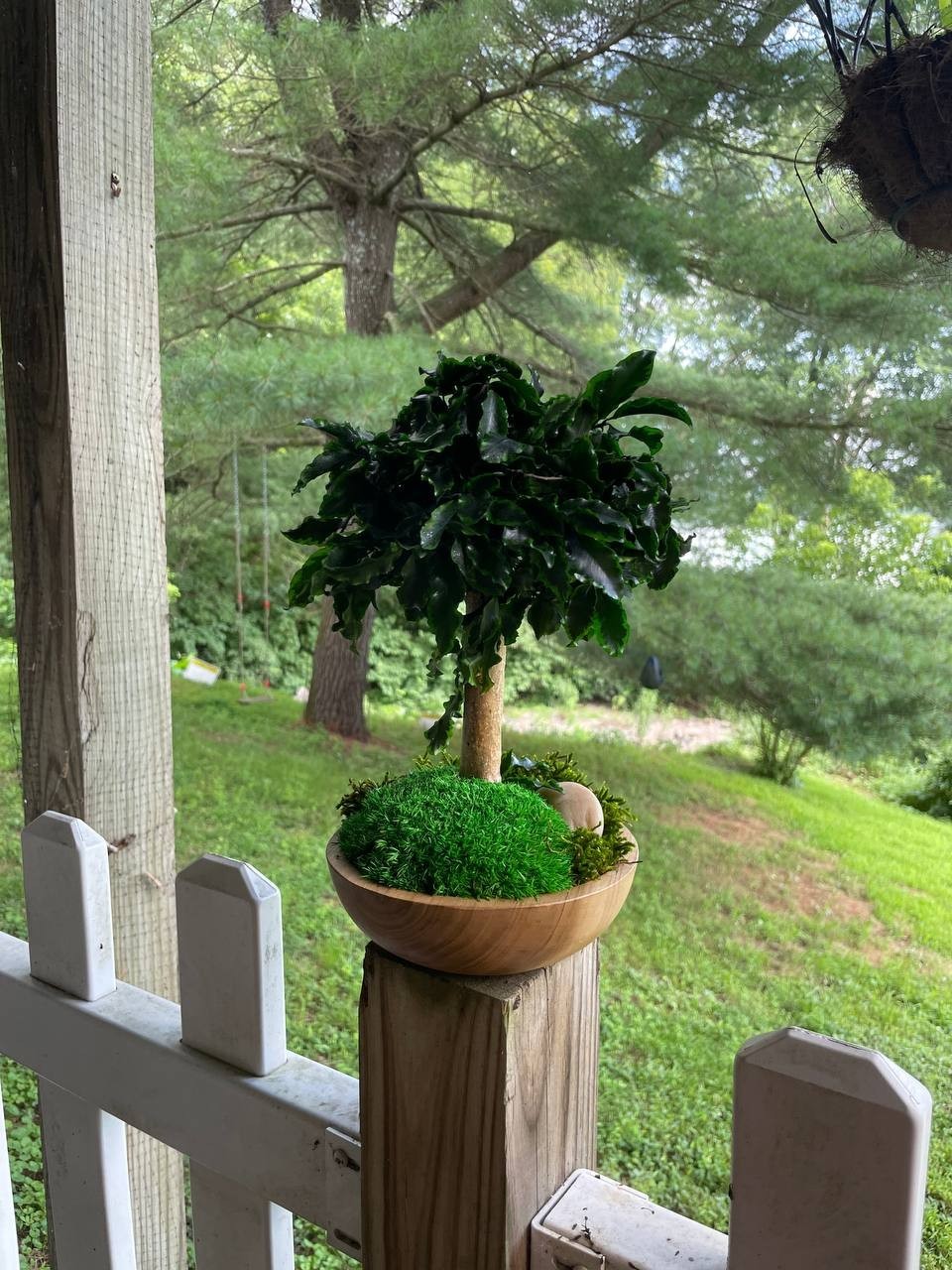 Handmade Preserved Bonsai Tree Pittosporum Stabilized Natural Indoor Home Decor