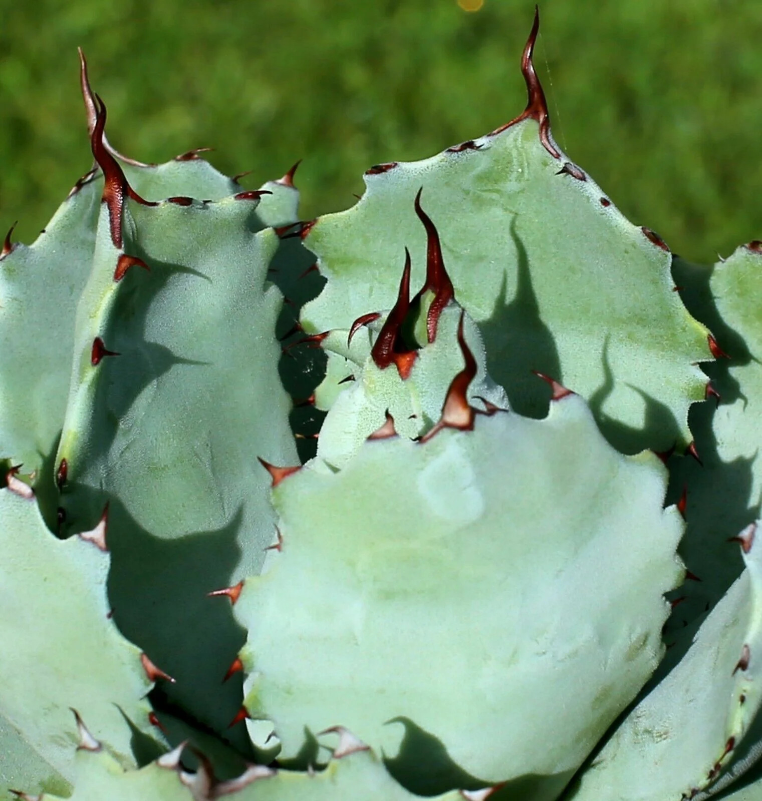 Agave guadalajarana 5-6cm –