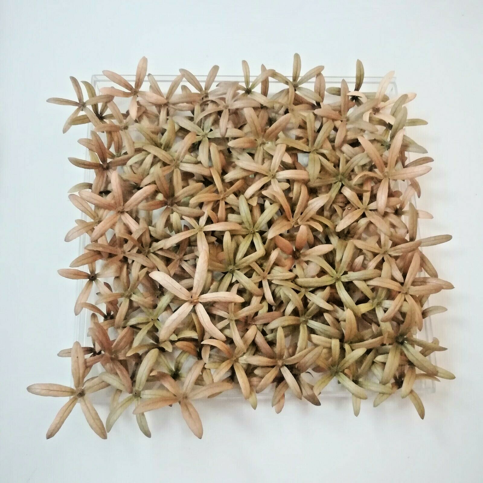 120Pcs 5Petal 3D Ceylon Garden Organic Pressed Flowers Home Décor Fancy Art New