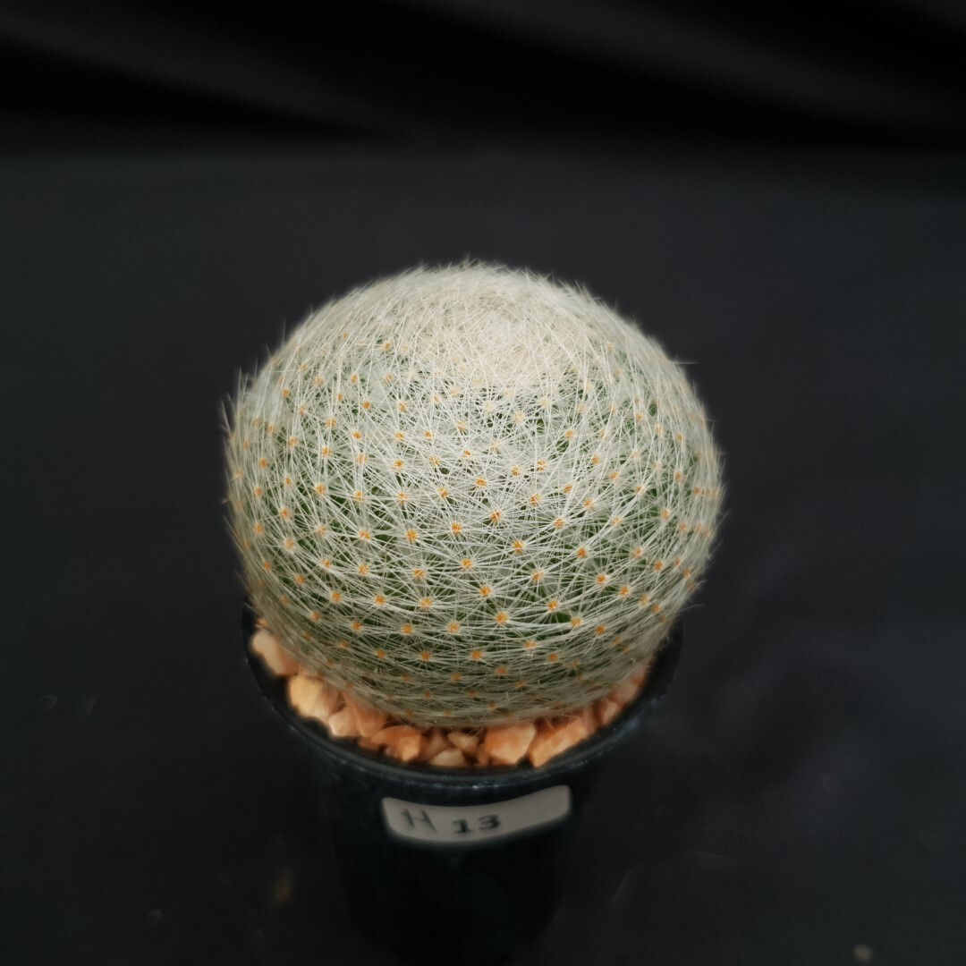 H13: Mammillaria lenta