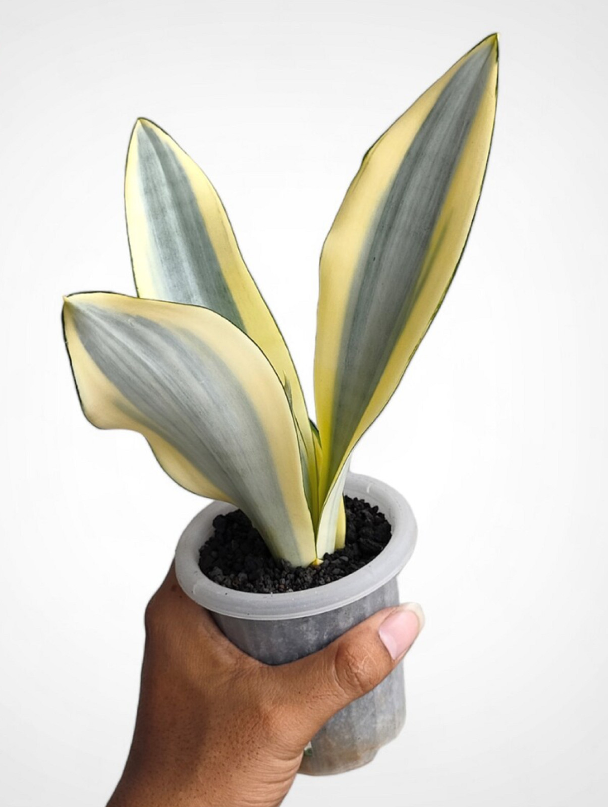 Sansevieria Moonshine Splash Rare Uniqe Snake Plant