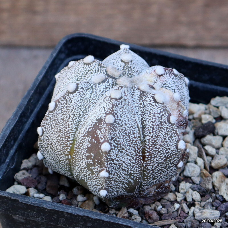 A4465 ASTROPHYTUM SUPERKABUTO VARIEGATED pot10-H6-W7 cm MaMa Cactus