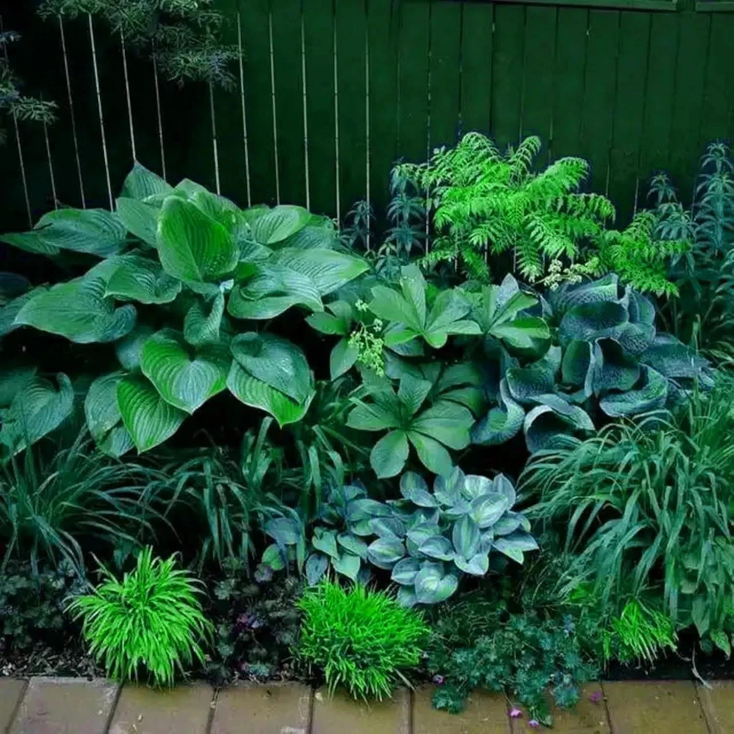 Hosta Seeds for Planting, 230+pcs Rare Perennial Hosta Flower Seeds, Non-GMO Hei
