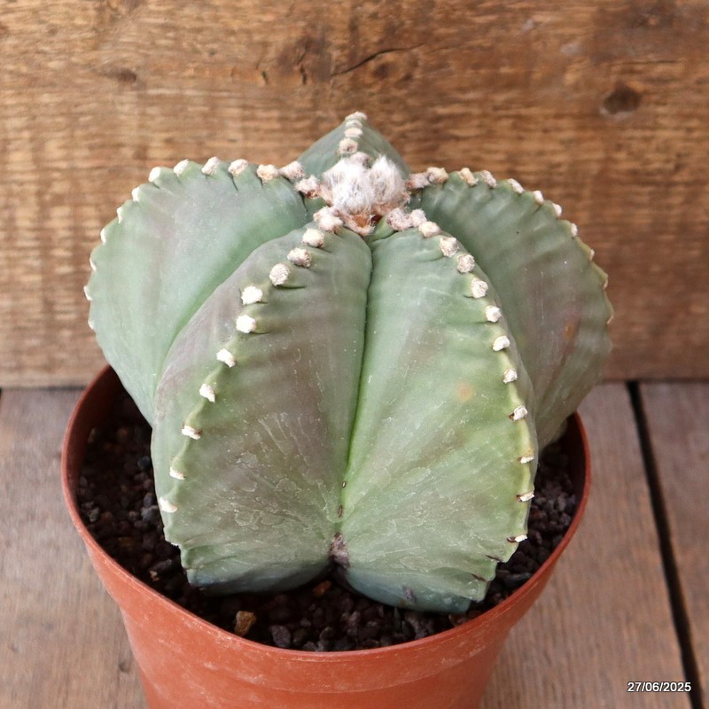D4919 ASTROPHYTUM MYRIOSTIGMA KIKKO NUDUM pot14-H11-W15 cm MaMa Cactus