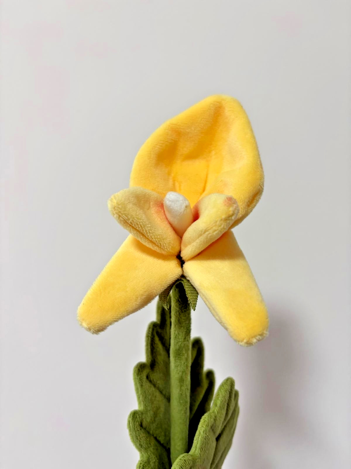 CJ Hendry Hong Kong Native – Yellow Bird Balsam Flower