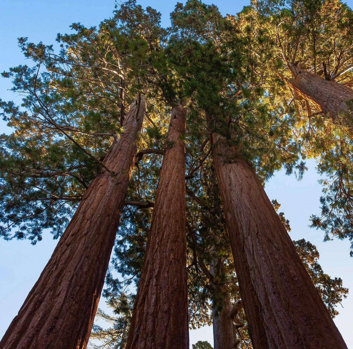 Sequoiadendron giganteum 70-80cm | Giant sequoia | Sierra redwood – Giant sequoi