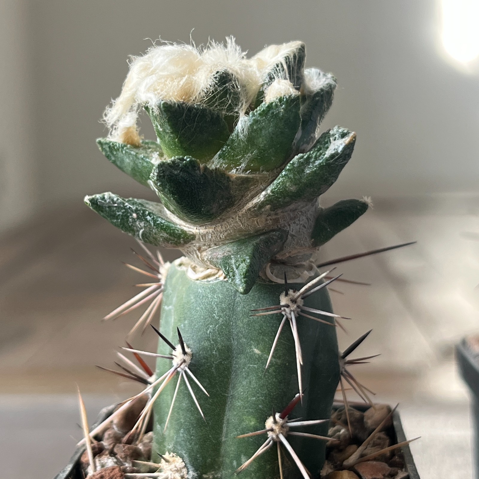 A8-1090 Cactus bravoanus VM288, El Nunes, 4 pieces (Grafted)