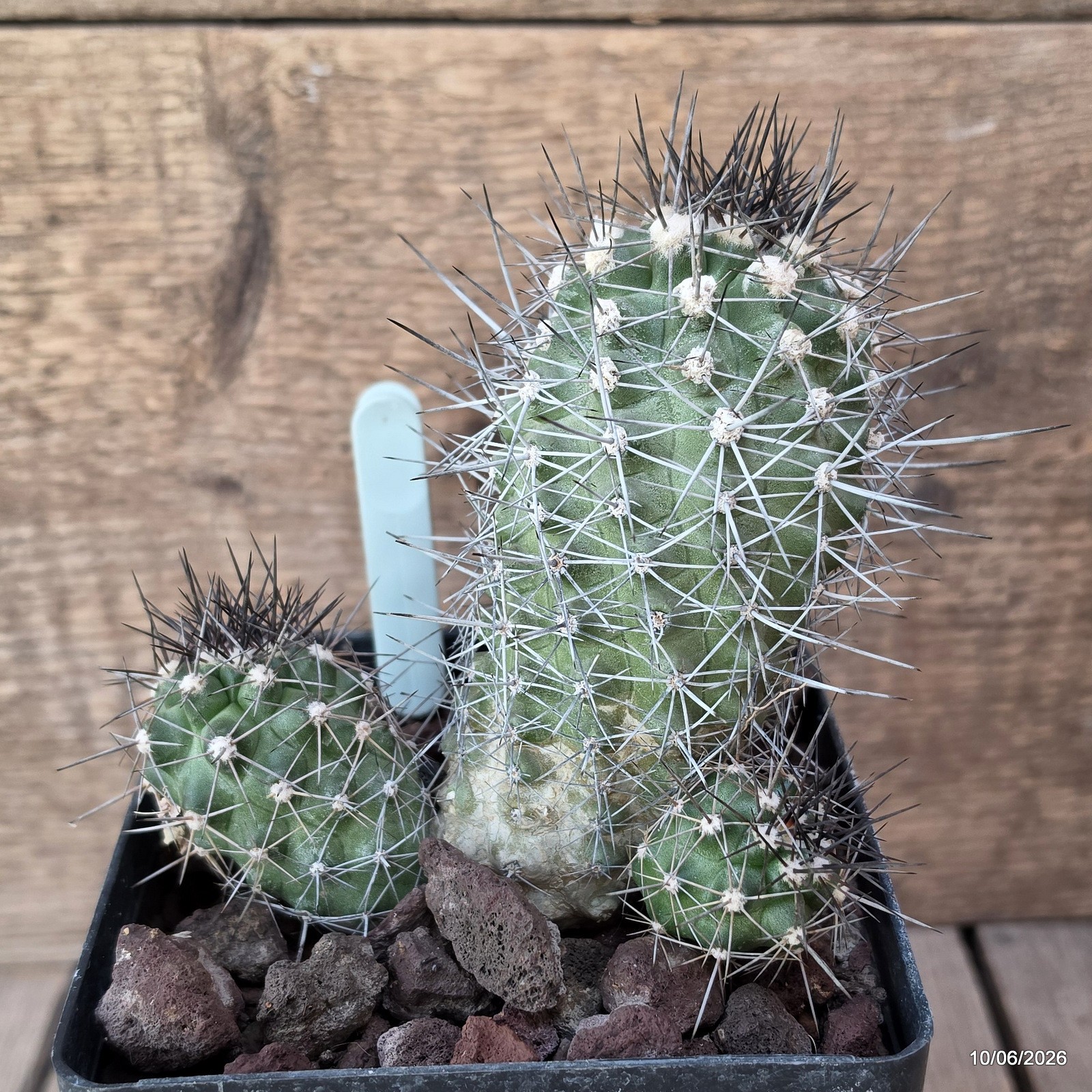 D3611 COPIAPOA HUMILIS V. LONGISPINA pot12-H12,5-W11,5 cm MaMa Cactus