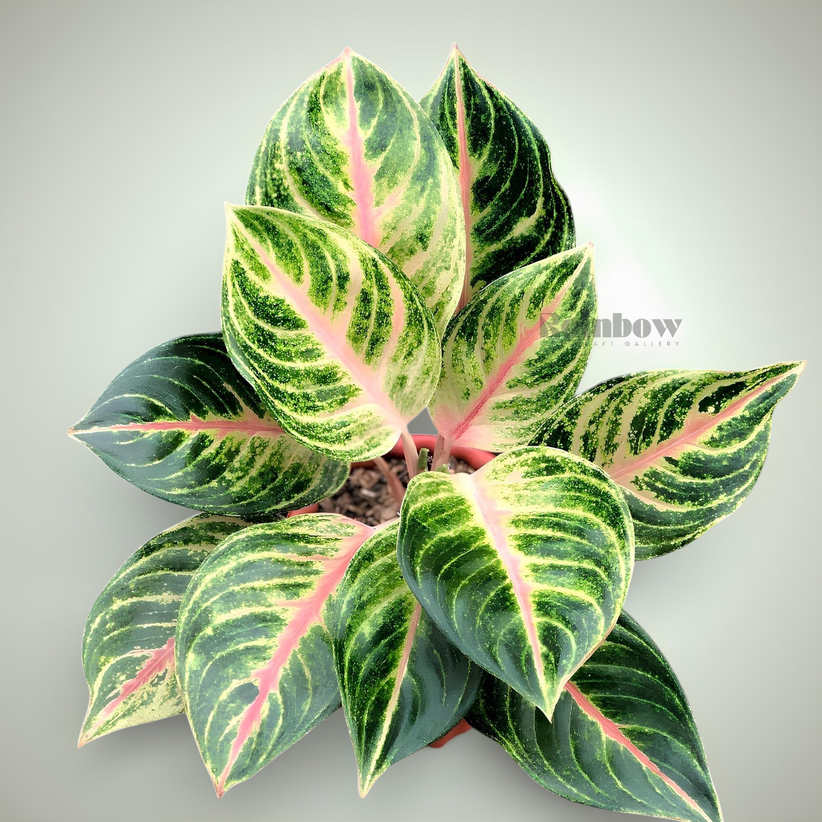 Aglaonema Panama Beatiful Ornamental Plant