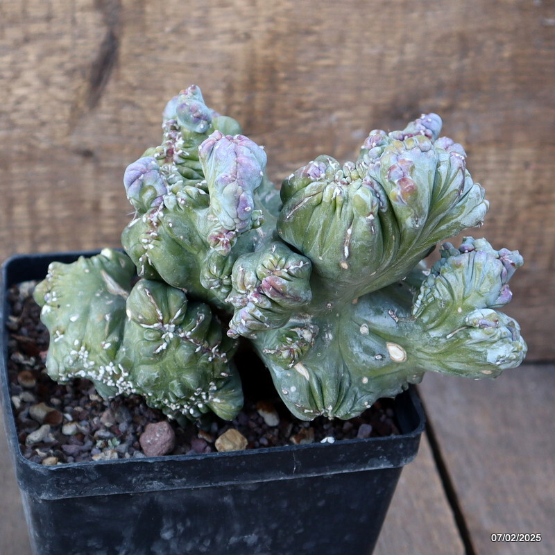 D448 MYRTILLOCACTUS GEOMETRIZANS CRESTED pot14-H17-W19 cm MaMa Cactus