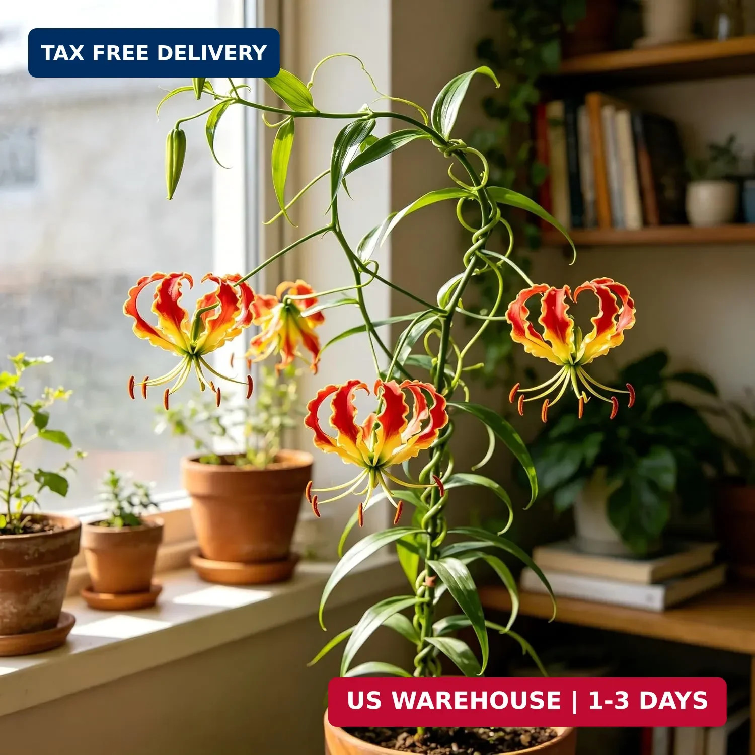 30+ Flame Lily Seeds for Planting, Gloriosa superba Glory Lily Climbing Vine wit