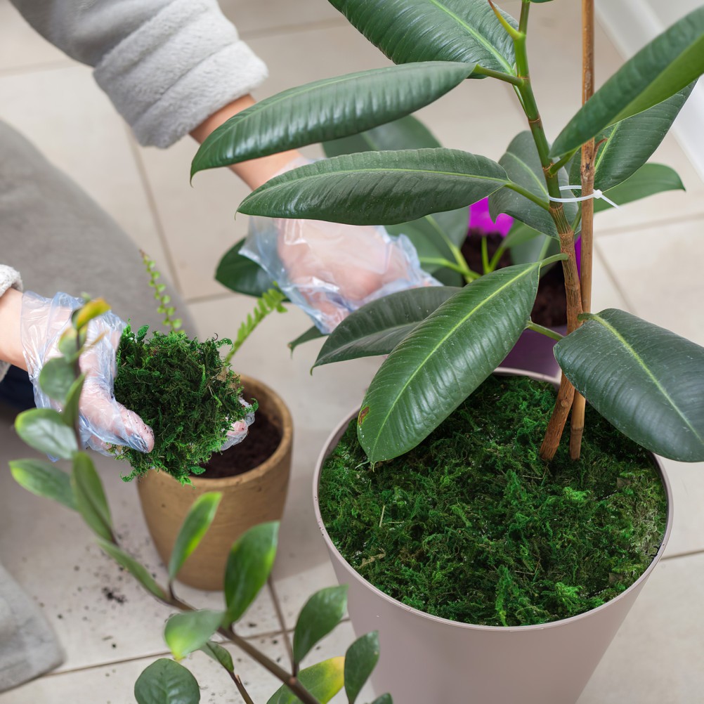 Green Moss Plant Crafts Decorative for Bonsai Artificial Crafting