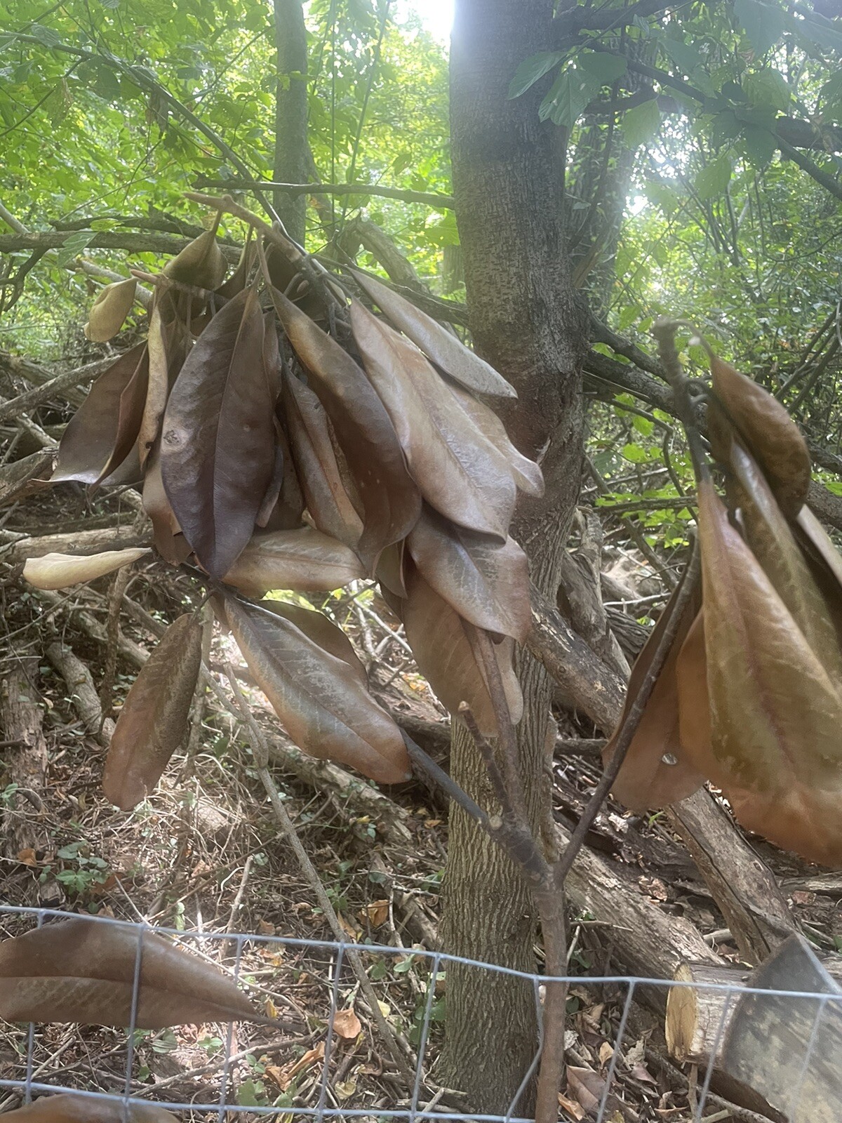 Fresh picked Magnolia Tree Branch Large Size. Approximately 20-30 Leaves